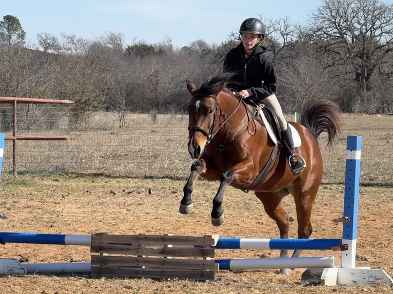 American Quarter Horse Mare 7 years 14,2 hh Bay in Cleburne