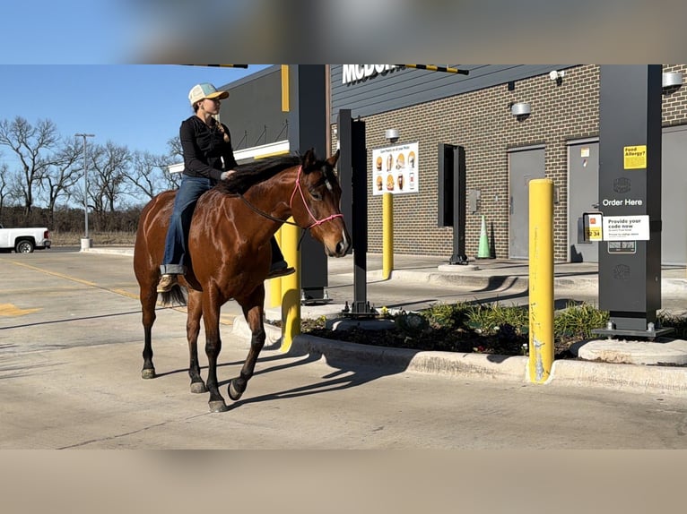 American Quarter Horse Mare 7 years 14,2 hh Bay in Cleburne