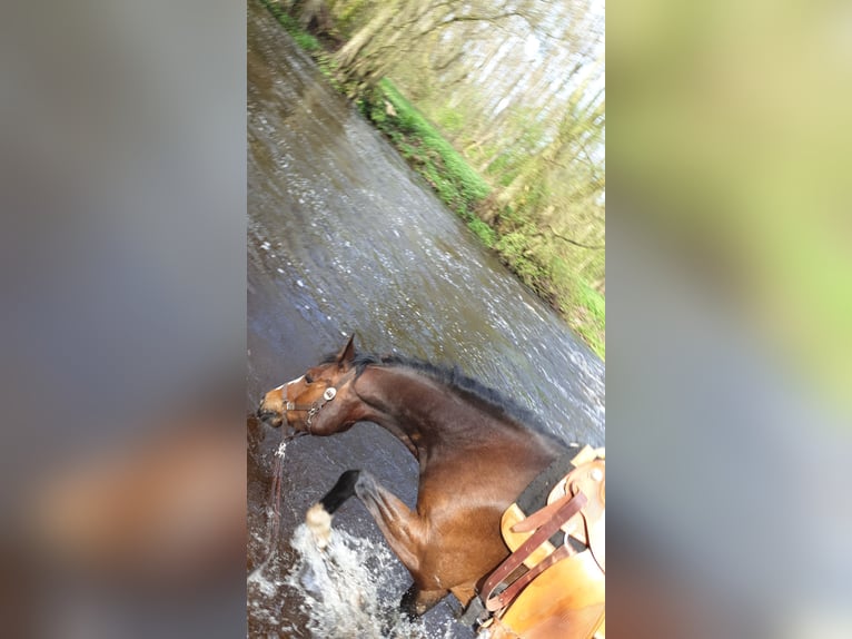 American Quarter Horse Mare 7 years 14,2 hh Brown in RosengartenRosengarten
