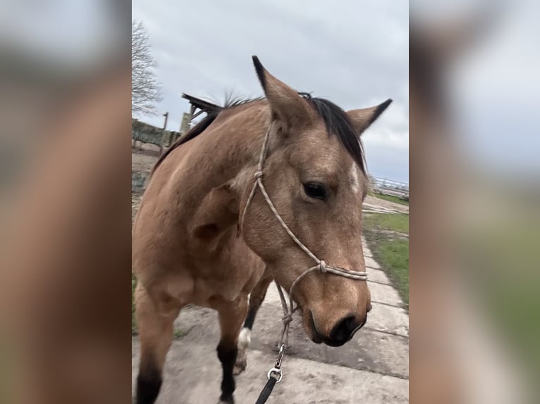 American Quarter Horse Mare 7 years 14,2 hh Buckskin in Möllenhagen