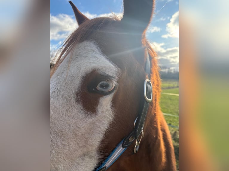 American Quarter Horse Mare 7 years 14,2 hh Chestnut-Red in Hungen American Quarter Horse Mare 7 years 14,2 hh Chestnut-Red in Hungen