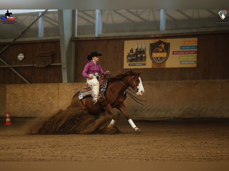 American Quarter Horse Mare 7 years 14,2 hh Chestnut in Kozlovice