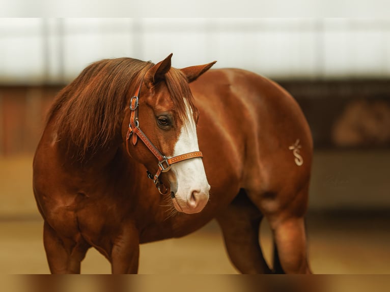 American Quarter Horse Mare 7 years 14,2 hh Chestnut in Kozlovice