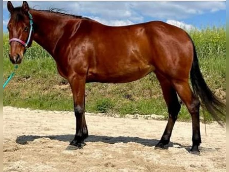 American Quarter Horse Mare 7 years 14,2 hh in Langenzersdorf