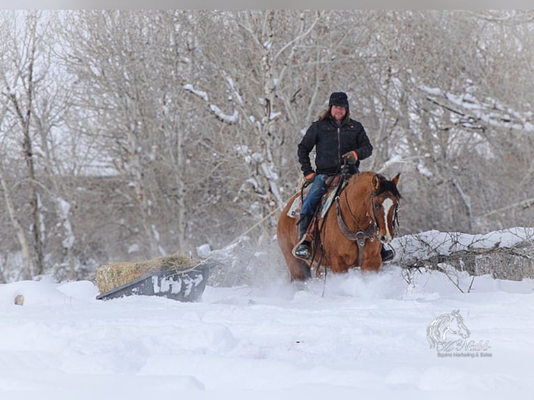 American Quarter Horse Mare 7 years 14,2 hh Dun in Cody, WY