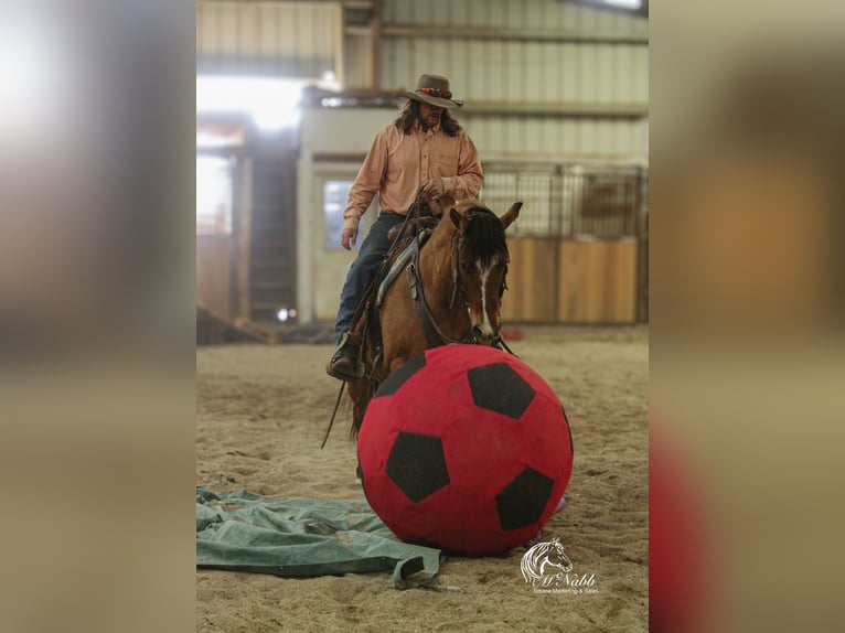 American Quarter Horse Mare 7 years 14,2 hh Dun in Cody, WY