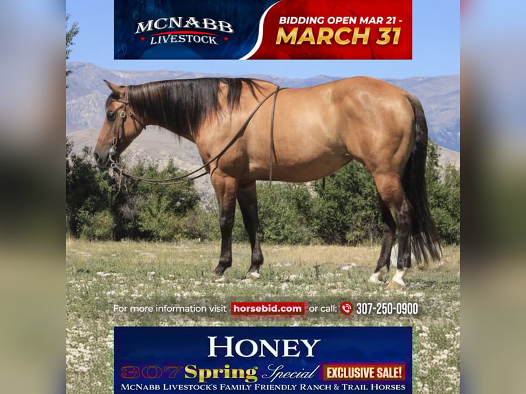 American Quarter Horse Mare 7 years 14,2 hh Dun in Cody, WY