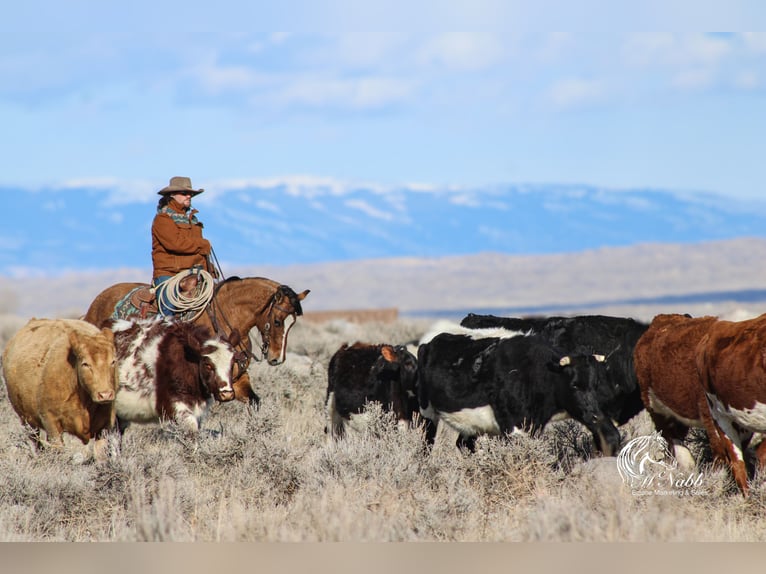 American Quarter Horse Mare 7 years 14,2 hh Dun in Cody, WY