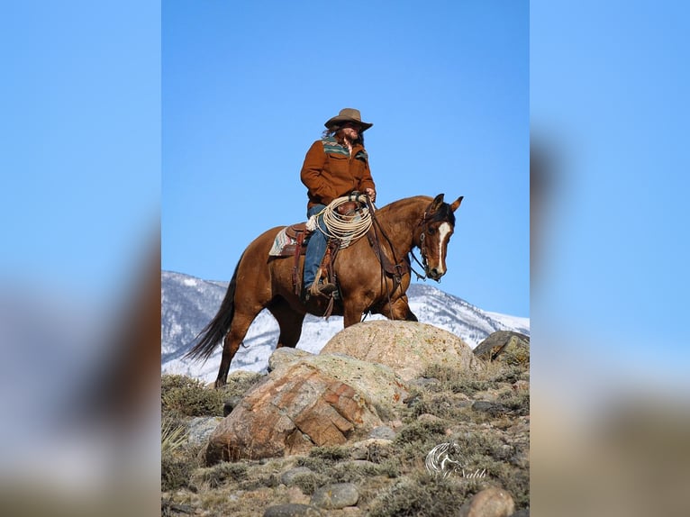 American Quarter Horse Mare 7 years 14,2 hh Dun in Cody, WY