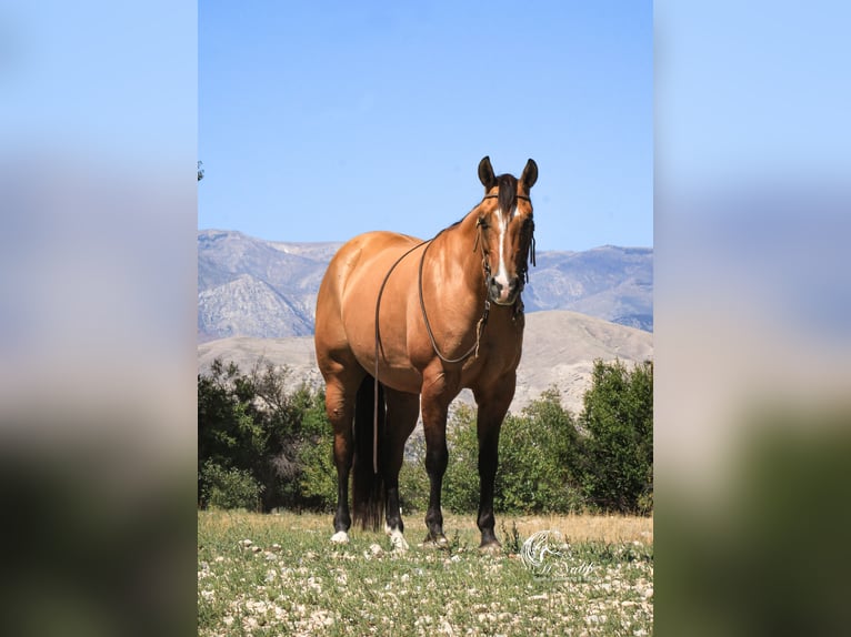 American Quarter Horse Mare 7 years 14,2 hh Dun in Cody, WY