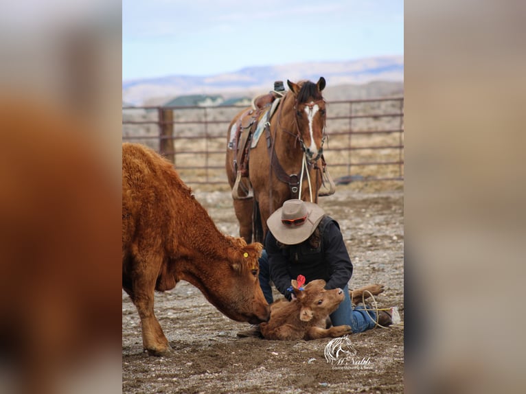 American Quarter Horse Mare 7 years 14,2 hh Dun in Cody, WY