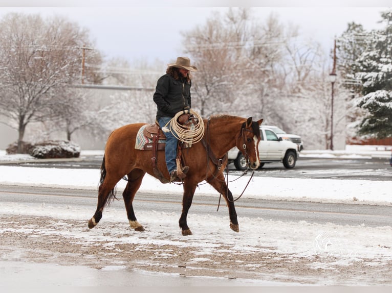 American Quarter Horse Mare 7 years 14,2 hh Dun in Cody, WY