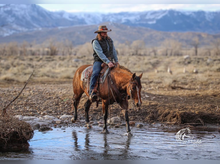 American Quarter Horse Mare 7 years 14,2 hh Dun in Cody, WY