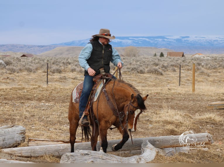American Quarter Horse Mare 7 years 14,2 hh Dun in Cody, WY