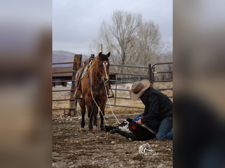 American Quarter Horse Mare 7 years 14,2 hh Dun in Cody, WY