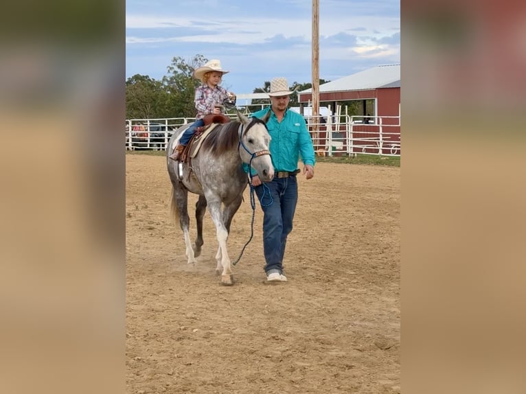 American Quarter Horse Mare 7 years 14,2 hh Grey in Summersville