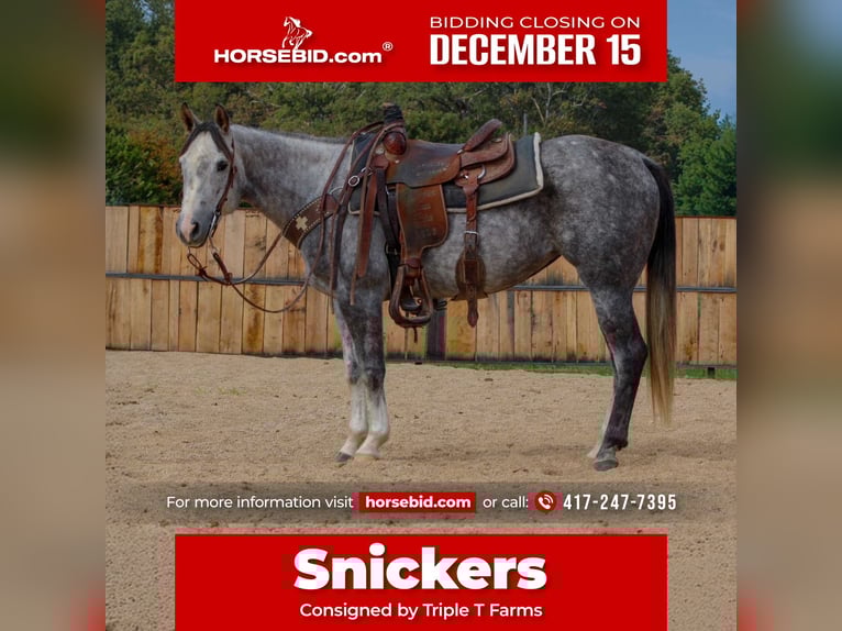 American Quarter Horse Mare 7 years 14,2 hh Grey in Summersville