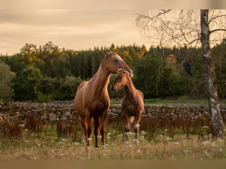 American Quarter Horse Mare 7 years 14,2 hh Pearl in Jonkoping American Quarter Horse Mare 7 years 14,2 hh Pearl in Jonkoping