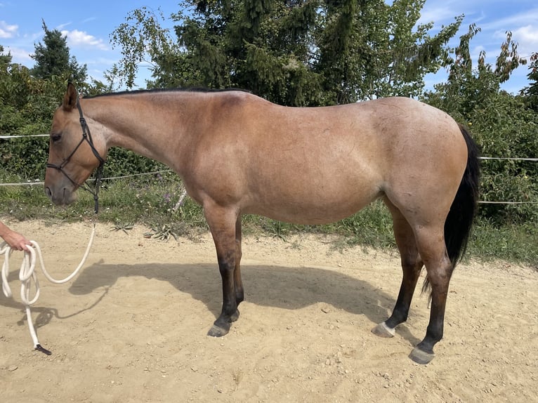 American Quarter Horse Mare 7 years 14,2 hh Roan-Red in Stettenhof