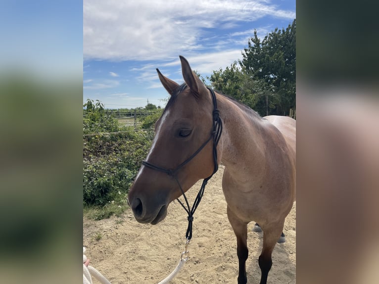 American Quarter Horse Mare 7 years 14,2 hh Roan-Red in Stettenhof