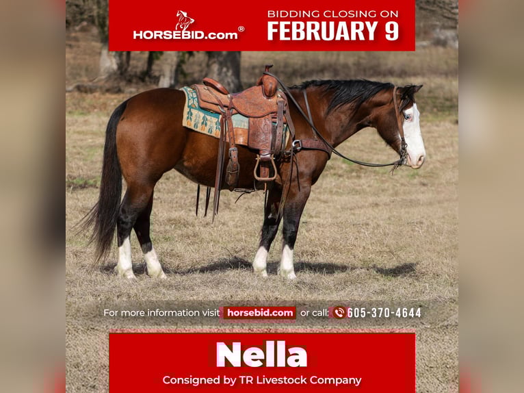 American Quarter Horse Mare 7 years 14,3 hh Bay in Rusk