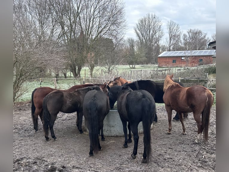 American Quarter Horse Mix Mare 7 years 14,3 hh Black in Möllenhagen