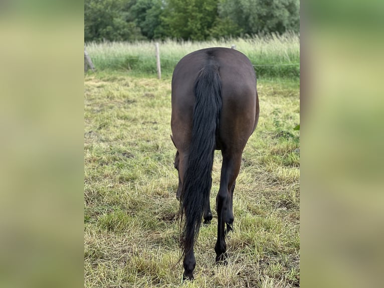 American Quarter Horse Mix Mare 7 years 14,3 hh Black in Möllenhagen
