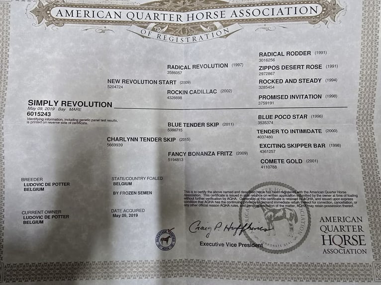 American Quarter Horse Mare 7 years 14,3 hh Brown in Linkenbach