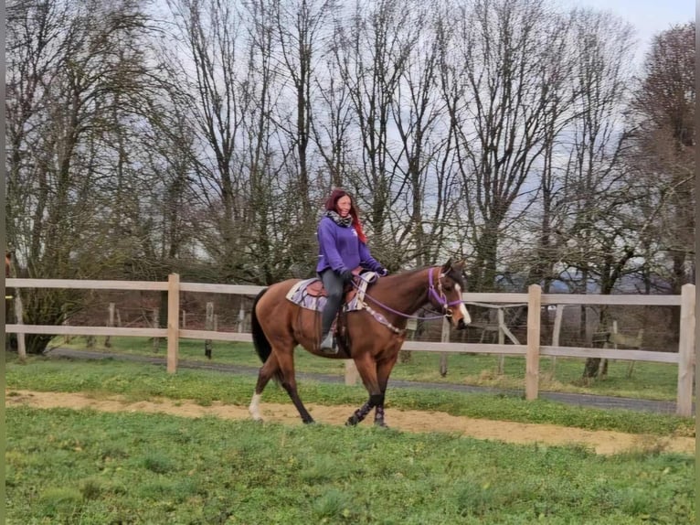 American Quarter Horse Mare 7 years 14,3 hh Brown in Linkenbach