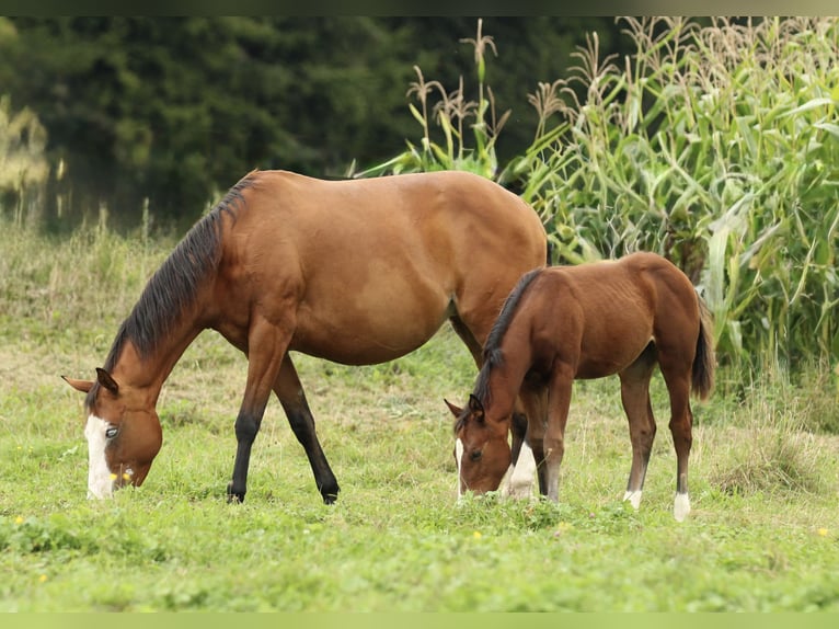 American Quarter Horse Mare 7 years 14,3 hh Brown in Waldshut-Tiengen