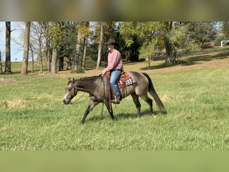 American Quarter Horse Mare 7 years 14,3 hh Buckskin in Cannon Falls