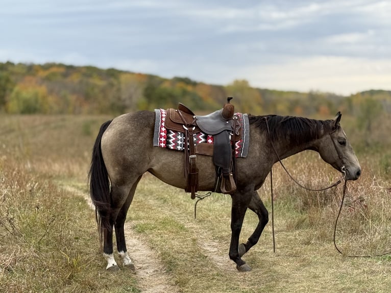 American Quarter Horse Mare 7 years 14,3 hh Buckskin in Cannon Falls
