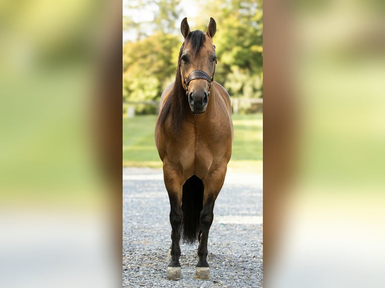 American Quarter Horse Mare 7 years 14,3 hh Buckskin in Staunton
