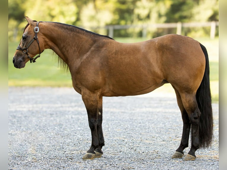 American Quarter Horse Mare 7 years 14,3 hh Buckskin in Staunton