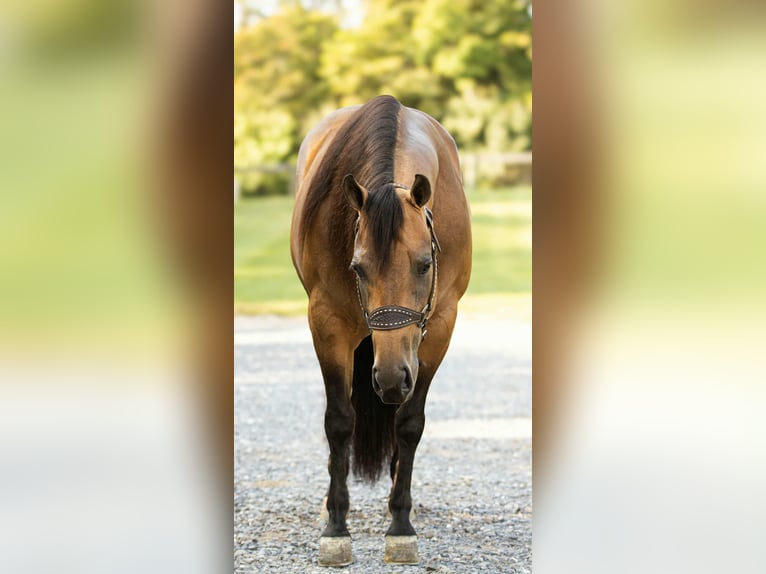American Quarter Horse Mare 7 years 14,3 hh Buckskin in Staunton