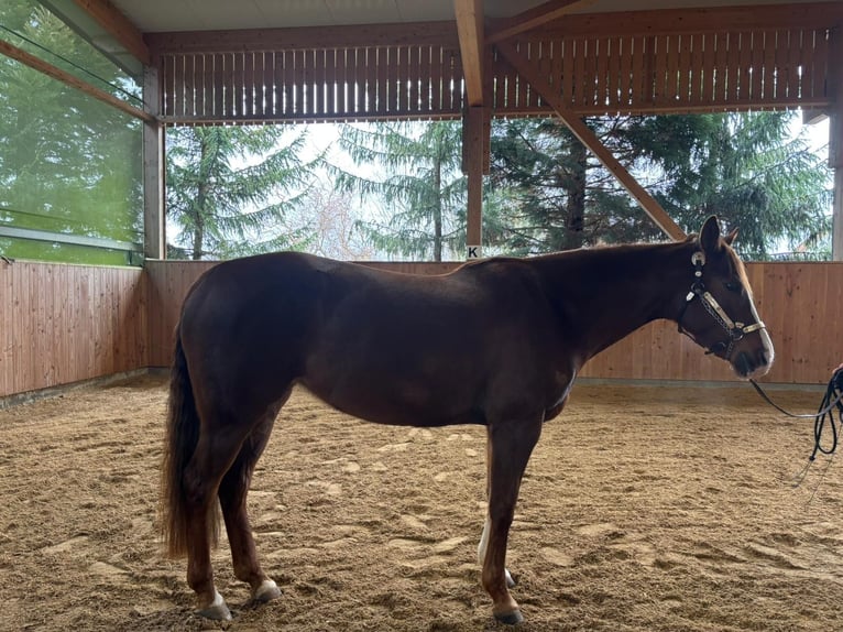 American Quarter Horse Mare 7 years 14,3 hh Chestnut in Durchhausen