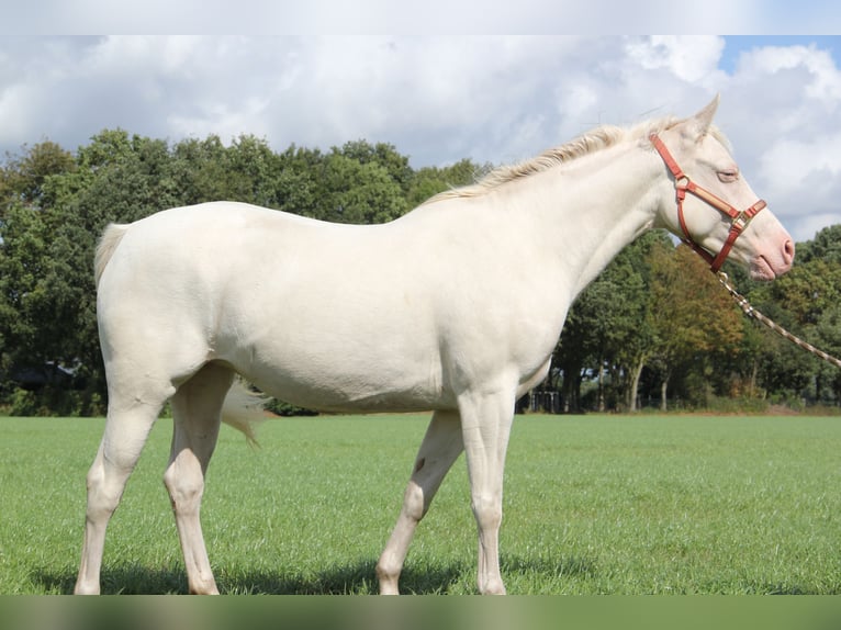 American Quarter Horse Mare 7 years 14,3 hh Cremello in Nistelrode