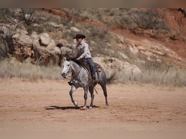 American Quarter Horse Mare 7 years 14,3 hh Grey in Canyon