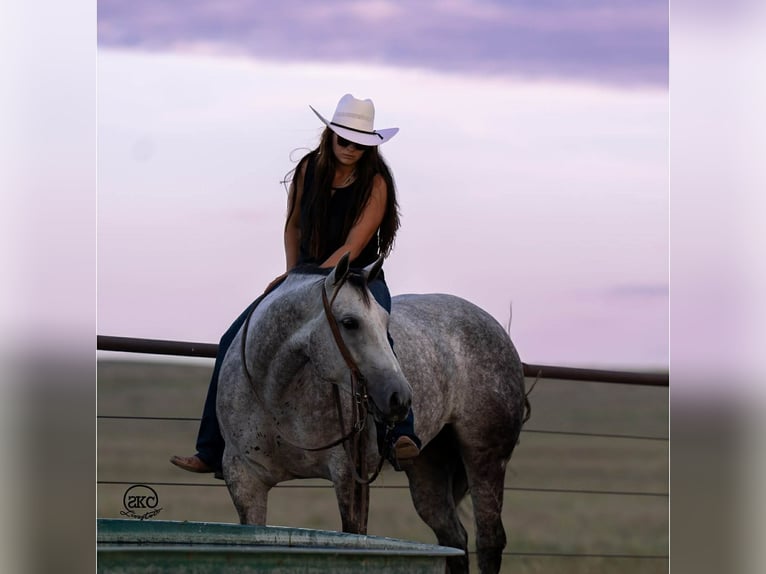 American Quarter Horse Mare 7 years 14,3 hh Grey in Canyon