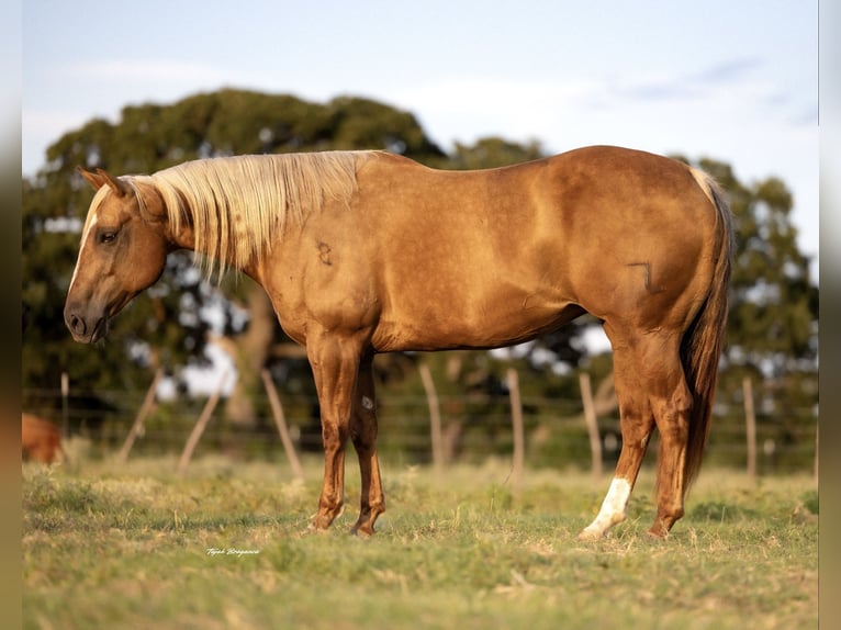 American Quarter Horse Mare 7 years 14,3 hh Palomino in Cisco