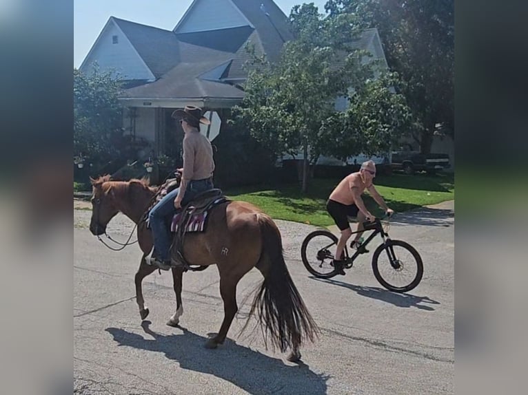American Quarter Horse Mare 7 years 14,3 hh Rabicano in Sandborn, IN