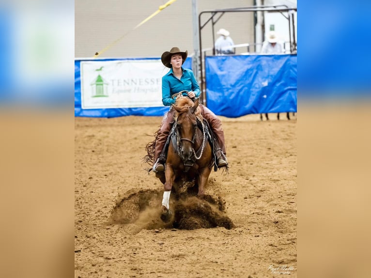 American Quarter Horse Mare 7 years 14,3 hh Rabicano in Sandborn, IN