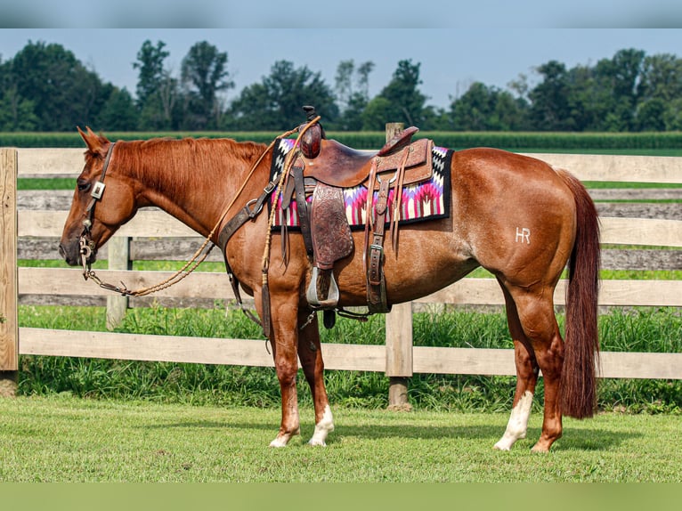 American Quarter Horse Mare 7 years 14,3 hh Rabicano in Sandborn, IN
