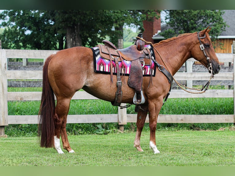 American Quarter Horse Mare 7 years 14,3 hh Rabicano in Sandborn, IN