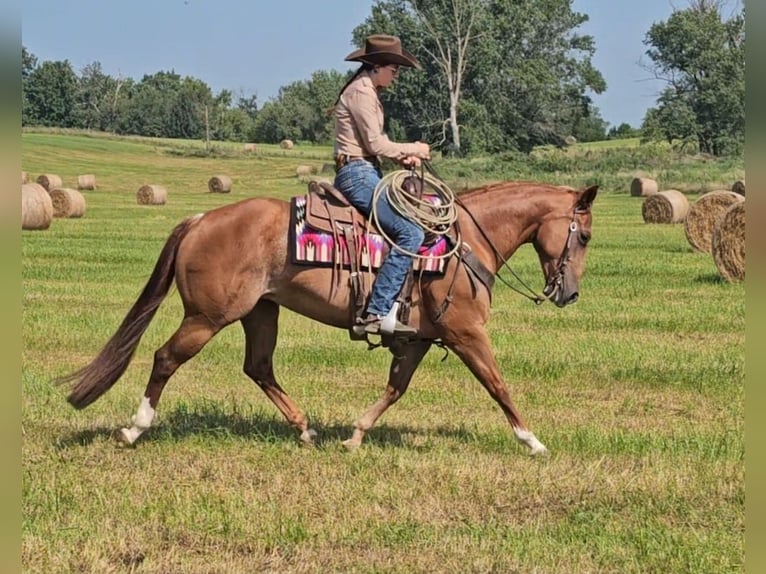 American Quarter Horse Mare 7 years 14,3 hh Rabicano in Sandborn, IN