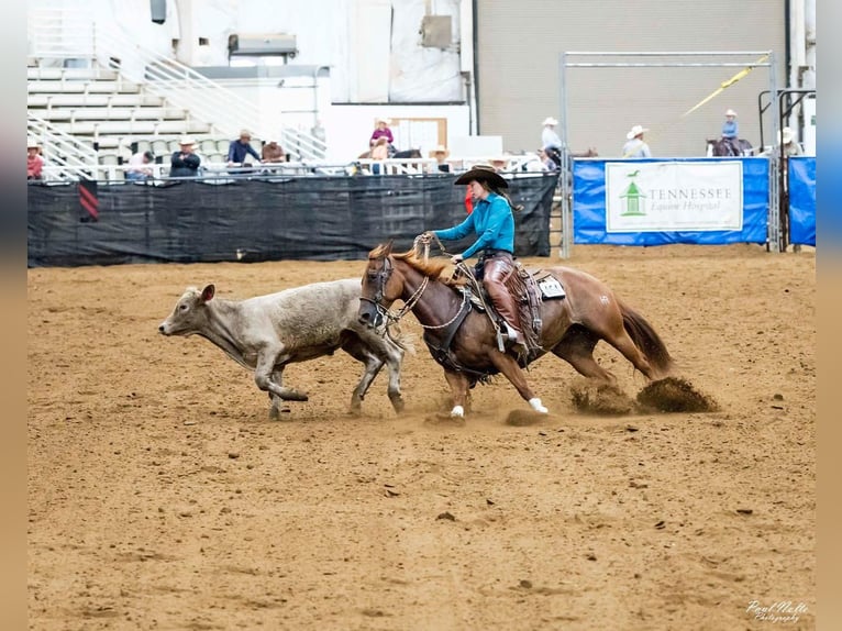 American Quarter Horse Mare 7 years 14,3 hh Rabicano in Sandborn, IN
