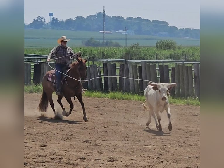 American Quarter Horse Mare 7 years 14,3 hh Rabicano in Sandborn, IN