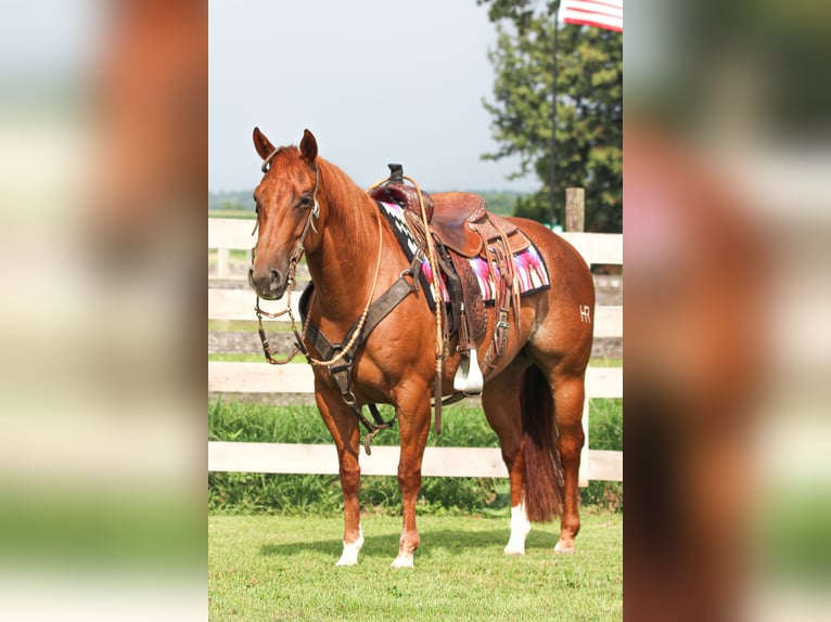 American Quarter Horse Mare 7 years 14,3 hh Rabicano in Sandborn, IN