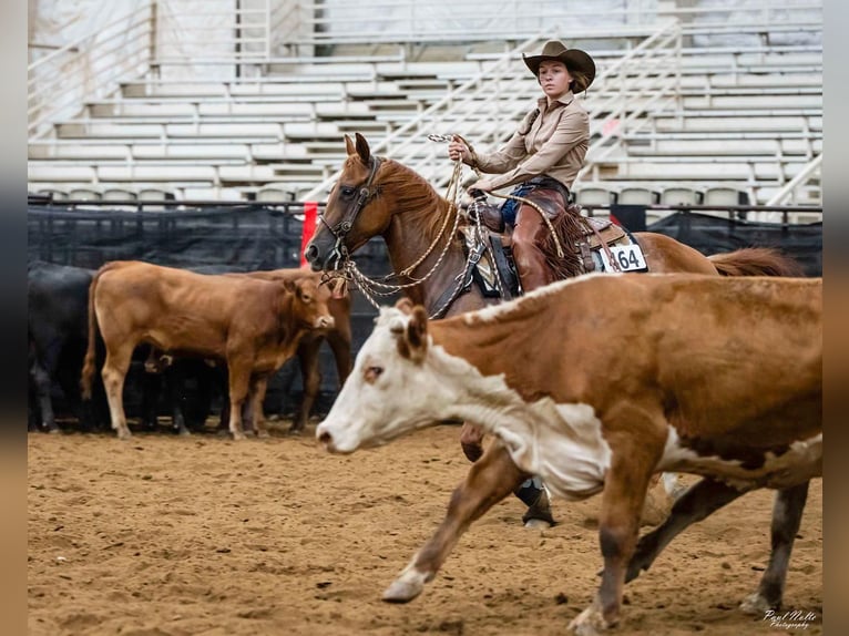 American Quarter Horse Mare 7 years 14,3 hh Rabicano in Sandborn, IN