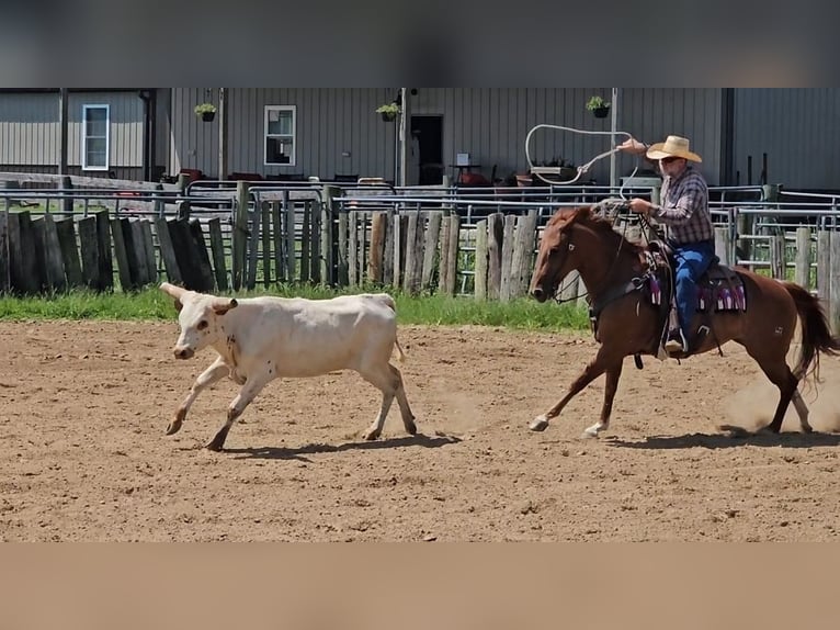 American Quarter Horse Mare 7 years 14,3 hh Rabicano in Sandborn, IN